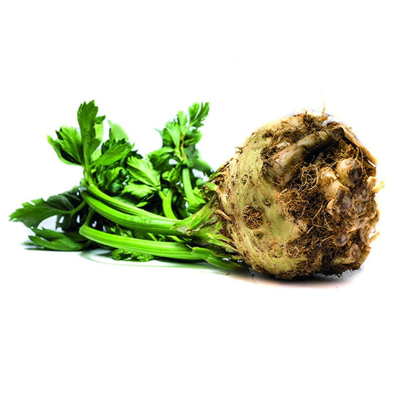 Celery Root Holland Fresh