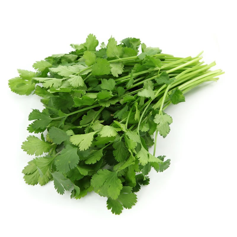 Fresh Coriander herbs France Fresh
